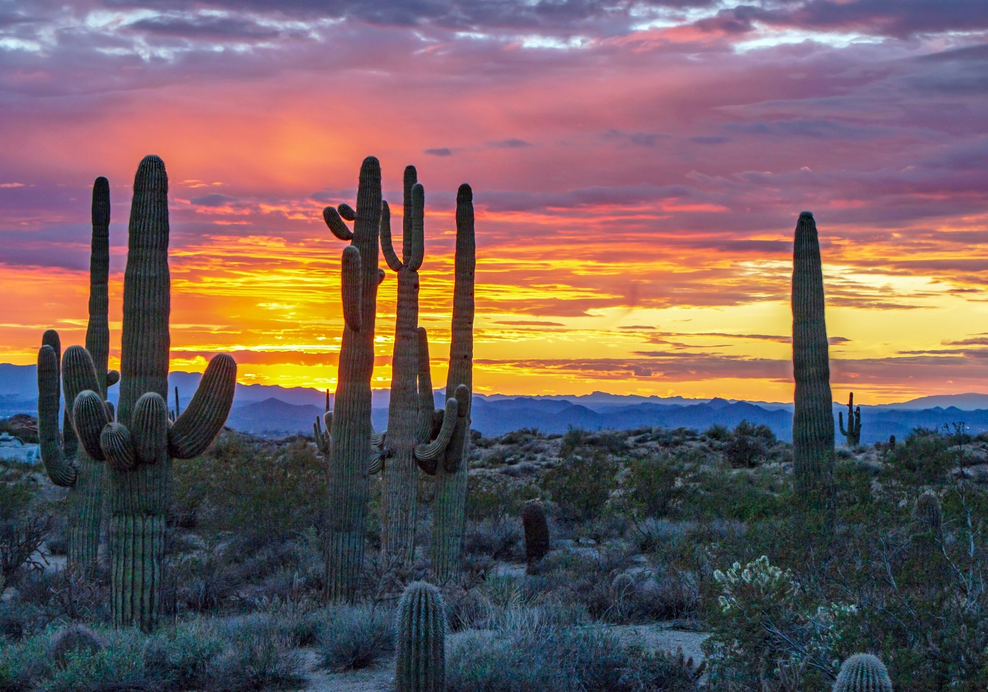 Arizona sunset with Saguaro cactus in background in Desert preserve near Scottsdale.